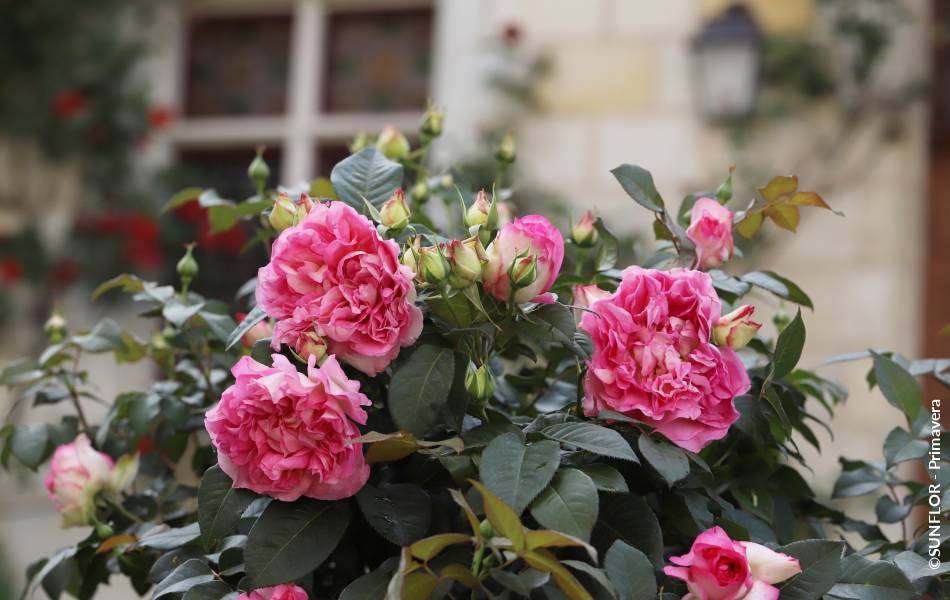 ©SUNFLOR - Primavera